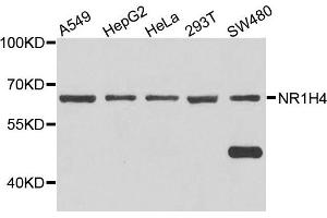 Western blot analysis of extract of various cells, using NR1H4 antibody. (NR1H4 antibody)