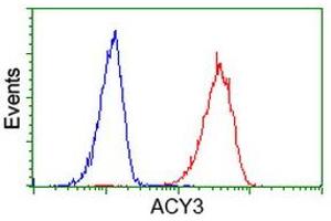 Image no. 4 for anti-Aminoacylase 3 (ACY3) antibody (ABIN1496467) (Aminoacylase 3 antibody)