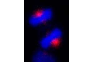 Immunofluorescence (IF) image for anti-Centrosomal Protein 170kDa (CEP170) (C-Term) antibody (ABIN7453393) (CEP170 antibody  (C-Term))