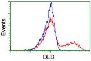 Image no. 1 for anti-Dihydrolipoamide Dehydrogenase (DLD) antibody (ABIN1497845) (DLD antibody)