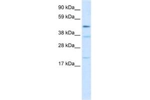 Western Blotting (WB) image for anti-TEA Domain Family Member 1 (SV40 Transcriptional Enhancer Factor) (TEAD1) antibody (ABIN2463844)