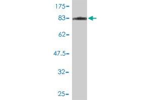 Western Blot detection against Immunogen (72. (JNK2 antibody  (AA 1-424))