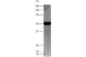 Lane 1: mouse heart lysates probed with Rabbit Anti-Estrogen Related Receptor gamma Polyclonal Antibody, Unconjugated (ABIN715826) at 1:300 overnight at 4 °C. (ESRRG antibody  (AA 61-160))