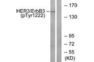 Western blot analysis of extracts from HuvEc cells treated with EGF 200ng/ml 30', using HER3 (Phospho-Tyr1222) Antibody. (ERBB3 antibody  (pTyr1222))