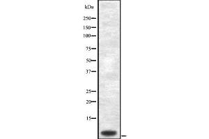 Western blot analysis of Cytochrome c Oxidase 7C using HuvEc whole cell lysates