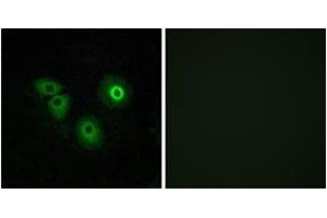 Immunofluorescence (IF) image for anti-Olfactory Receptor, Family 4, Subfamily A, Member 15 (OR4A15) (AA 261-310) antibody (ABIN2890996) (OR4A15 antibody  (AA 261-310))