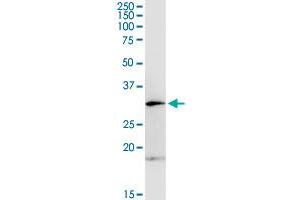 OLIG1 MaxPab rabbit polyclonal antibody. (OLIG1 antibody  (AA 1-255))