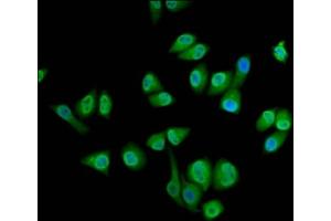Immunofluorescence staining of Hela cells with ABIN7168647 at 1:133, counter-stained with DAPI. (SEC14L2 antibody  (AA 233-358))