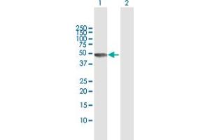 Western Blot analysis of RBM9 expression in transfected 293T cell line by RBM9 MaxPab polyclonal antibody. (RBM9 antibody  (AA 1-380))