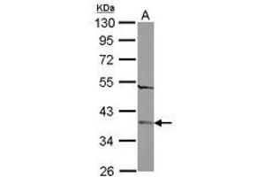 Image no. 2 for anti-Family with Sequence Similarity 164, Member A (FAM164A) (AA 61-261) antibody (ABIN1498203) (FAM164A antibody  (AA 61-261))