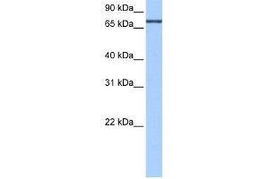 Human HepG2; WB Suggested Anti-ADAD2 Antibody Titration: 0. (ADAD2 antibody  (C-Term))