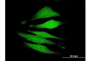 Immunofluorescence of purified MaxPab antibody to FAM122A on HeLa cell. (FAM122A antibody  (AA 1-287))