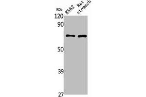 Western Blot analysis of rat stomach K562 cells using PAOX Polyclonal Antibody