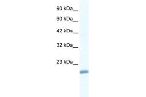 Western Blotting (WB) image for anti-Endothelial Differentiation Related Factor 1 (EDF1) antibody (ABIN2461586) (EDF1 antibody)