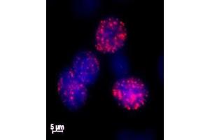 Histone H2AX phospho Ser139 antibody tested by immunofluorescence. (H2AFX antibody  (pSer139))