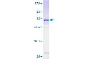 NUDT6 Protein (AA 1-316) (GST tag)