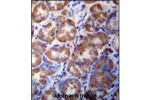 WDR89 Antibody (C-term) (ABIN657331 and ABIN2846400) immunohistochemistry analysis in formalin fixed and paraffin embedded human stomach tissue followed by peroxidase conjugation of the secondary antibody and DAB staining. (WDR89 antibody  (C-Term))