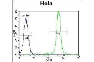 Flow Cytometry (FACS) image for anti-Fatty Acid Synthase (FASN) (AA 942-973) antibody (ABIN391654)