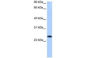 EGLN3 antibody used at 1 ug/ml to detect target protein. (EGLN3 antibody)