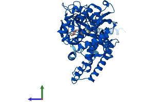 AlphaFold protein structure predicition of Mouse Recombinant Cyp2f2 Protein, UniprotID P33267