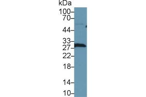 Western Blot; Sample: Human Hela cell lysate; Primary Ab: 1µg/ml Rabbit Anti-Human LXN Antibody Second Ab: 0.