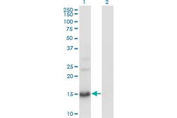 BTG2 antibody  (AA 59-158)