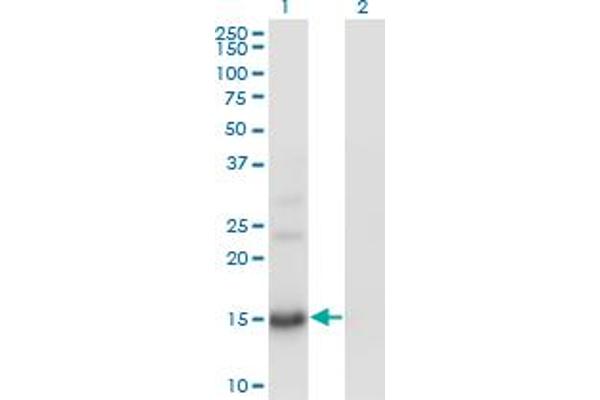 BTG2 抗体  (AA 59-158)