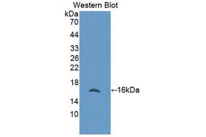 Western Blotting (WB) image for anti-Fascin 2 (FSCN2) (AA 308-442) antibody (ABIN1858920) (Fascin 2 antibody  (AA 308-442))