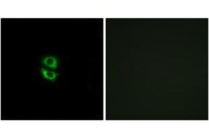 Immunofluorescence (IF) image for anti-Ribosomal Protein L39 (RPL39) (AA 1-50) antibody (ABIN2890079) (RPL39 antibody  (AA 1-50))