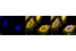 Immunocytochemistry/Immunofluorescence analysis using Chicken Anti-Hsp70 Polyclonal Antibody . (HSP70 antibody  (Atto 488))