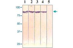 The cell lysate derived from HeLa was immunoprobed at a dilution of 1 : 500 by the following antibodies.