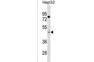 TAS2R41 Antibody (N-term) (ABIN1539014 and ABIN2850292) western blot analysis in HepG2 cell line lysates (35 μg/lane).