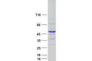 Validation with Western Blot (DNAJB2 Protein (Transcript Variant 2) (Myc-DYKDDDDK Tag))