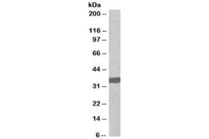 Western blot testing of A431 lysate with MORF4L2 antibody at 0. (MORF4L2 antibody)
