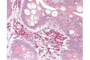 Anti-USP7 antibody IHC of human small intestine. (USP7 antibody  (AA 1050-1100))