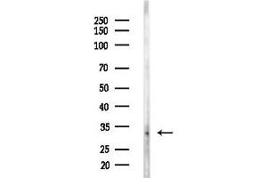 Western blot analysis of lysates from RAW264.