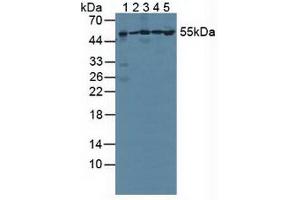 Figure. (PSMC1 antibody  (AA 1-440))