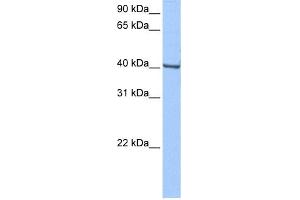 WB Suggested Anti-GBX-1 Antibody Titration:  0. (GBX1 antibody  (Middle Region))