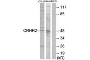 Western blot analysis of extracts from COLO205/RAW264. (CRHR2 antibody  (AA 71-120))