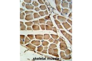 Immunohistochemistry (IHC) image for anti-Nucleotide-Binding Oligomerization Domain Containing 1 (NOD1) antibody (ABIN3003884) (NOD1 antibody)