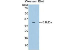 Western Blotting (WB) image for anti-GRB2-Related Adaptor Protein 2 (GRAP2) (AA 15-247) antibody (ABIN3202796) (GRAP2 antibody  (AA 15-247))
