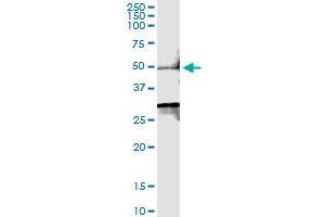 Immunoprecipitation of SMYD2 transfected lysate using anti-SMYD2 MaxPab rabbit polyclonal antibody and Protein A Magnetic Bead , and immunoblotted with SMYD2 purified MaxPab mouse polyclonal antibody (B01P) . (SMYD2A antibody  (AA 1-433))