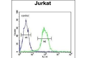 T150A Antibody (Center) (ABIN653313 and ABIN2842808) flow cytometric analysis of Jurkat cells (right histogram) compared to a negative control cell (left histogram). (TMEM150A antibody  (AA 81-108))