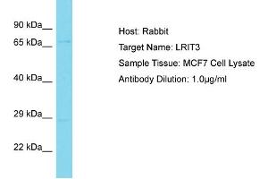 Host: Rabbit Target Name: LRIT3 Sample Tissue: Human MCF7 Whole Cell Antibody Dilution: 1ug/ml (LRIT3 antibody  (Middle Region))