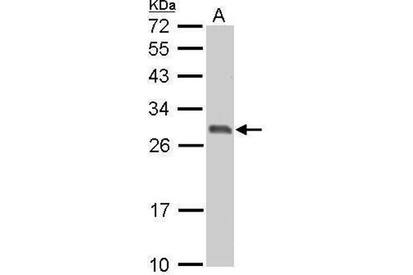 14-3-3 sigma/SFN anticorps  (C-Term)