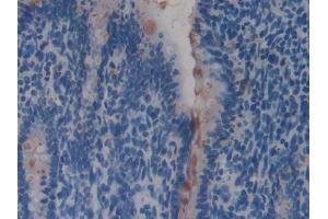 IHC-P analysis of Rat Intestine Tissue, with DAB staining. (REG4 antibody  (AA 45-151))