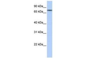 Image no. 1 for anti-Tripartite Motif Containing 29 (TRIM29) (N-Term) antibody (ABIN6740567) (TRIM29 antibody  (N-Term))