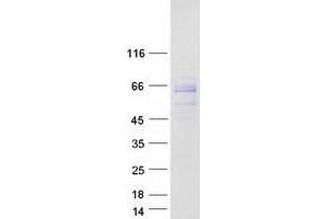 GPRIN2 Protein (Myc-DYKDDDDK Tag)