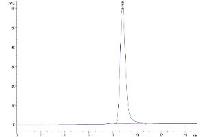 The purity of Mouse GPA33 is greater than 95 % as determined by SEC-HPLC. (GPA33 Protein (AA 22-235) (His tag))