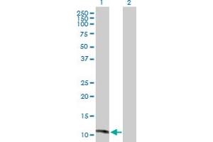 Western Blot analysis of MGP expression in transfected 293T cell line by MGP MaxPab polyclonal antibody. (MGP antibody  (AA 1-103))